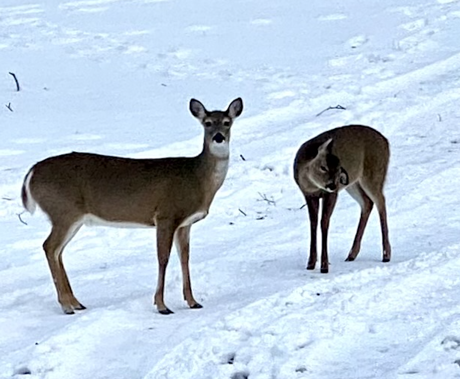 deer-in-the-snow-snowy-landscape-3